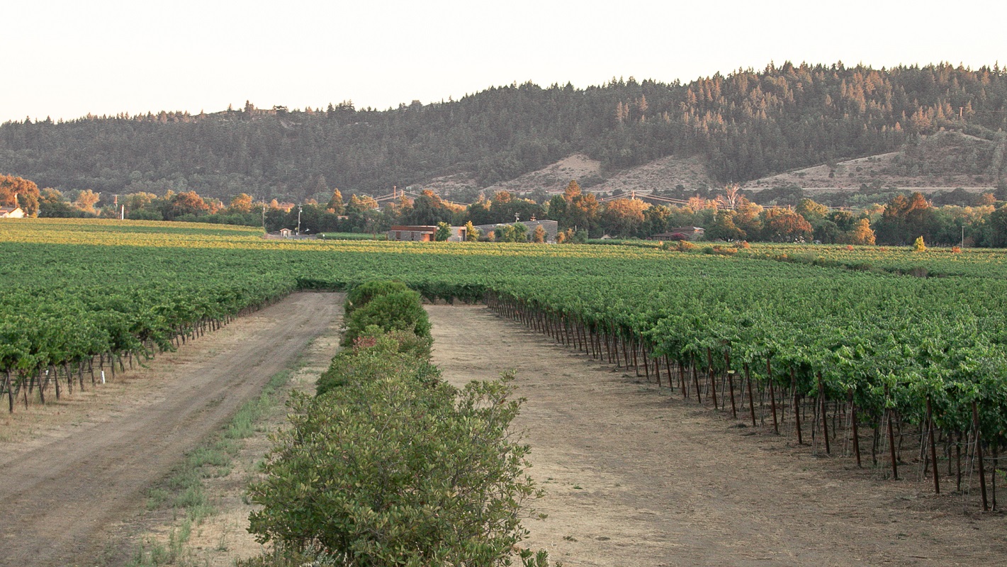 Moët Hennessy at Vinexpo: A Mindful Forum on Living Soils - Wine